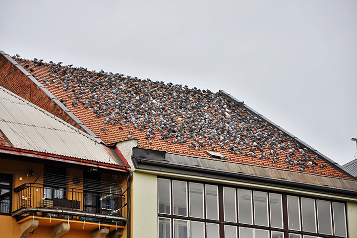 A2B Pest Control are able to install spikes to deter birds from roofs in Hythe. 