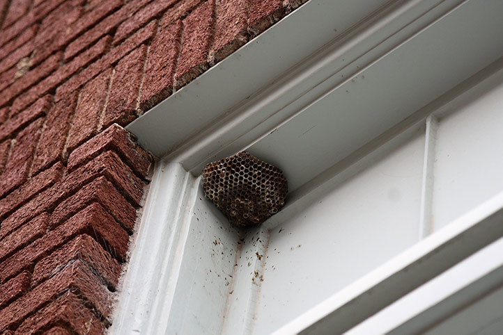 We provide a wasp nest removal service for domestic and commercial properties in Hythe.